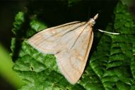 Udea lutealis