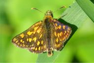 Carterocephalus palaemon