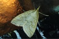 Udea lutealis