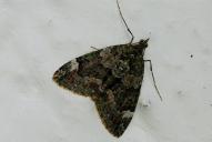 Chloroclysta siterata