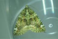 Chloroclysta siterata