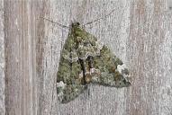 Chloroclysta siterata