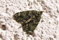 Chloroclysta siterata