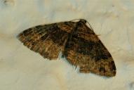 Xanthorhoe ferrugata