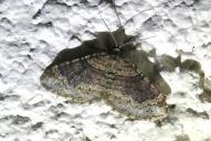 Xanthorhoe ferrugata