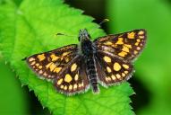 Carterocephalus palaemon