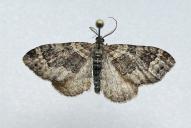 Xanthorhoe ferrugata