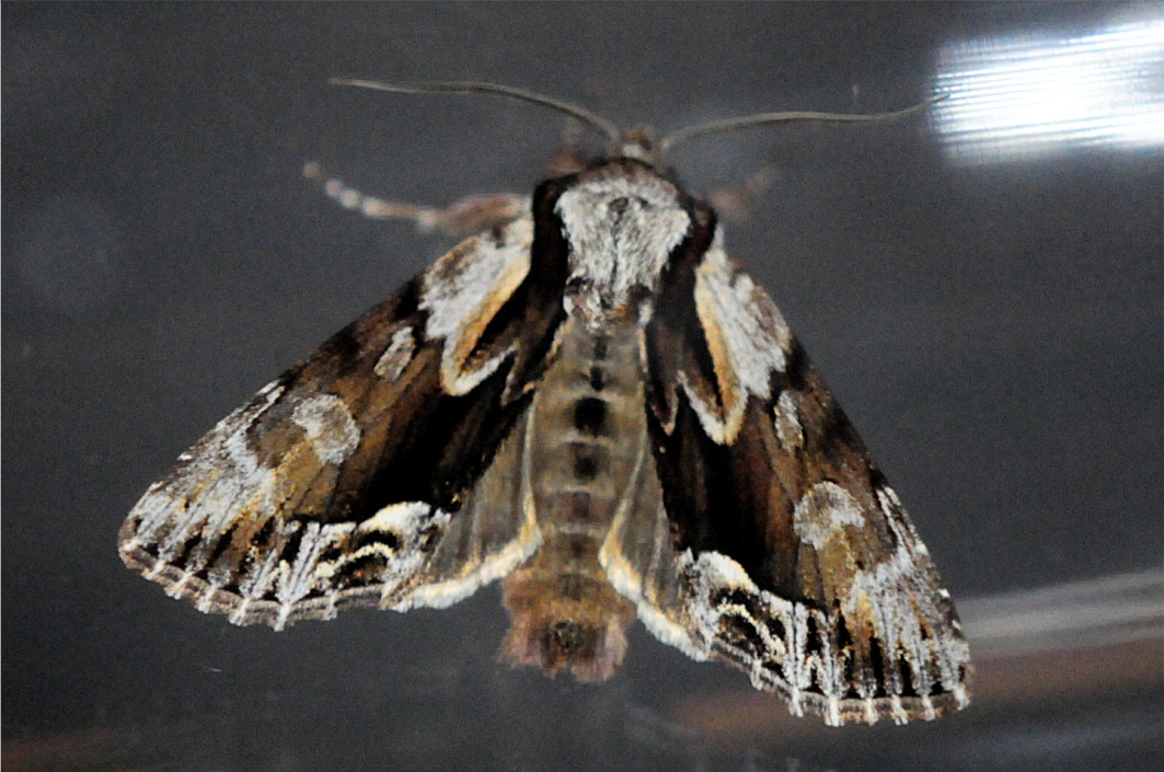 Hyppa rectilinea