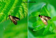 Cauchas rufimitrella