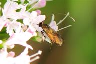 Cauchas rufimitrella