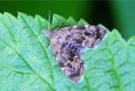 Anthophila fabriciana