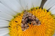 Anthophila fabriciana