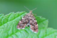 Anthophila fabriciana