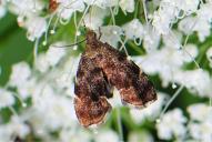 Anthophila fabriciana