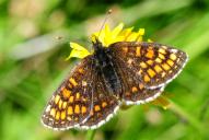 Melitaea aurelia