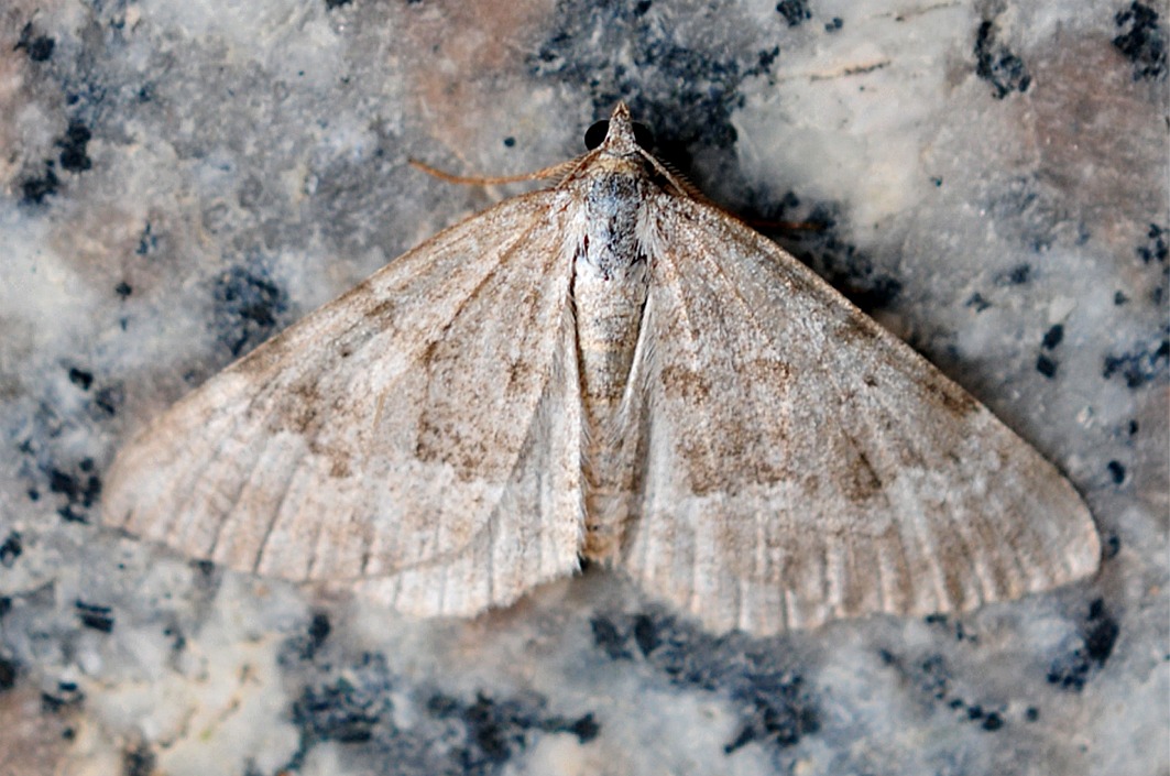 Scotopteryx bipunctaria