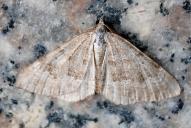 Scotopteryx bipunctaria