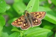 Carterocephalus palaemon