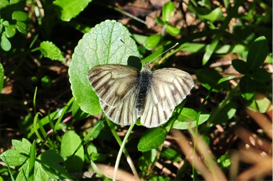 Pieris bryoniae