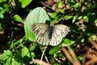 Pieris bryoniae