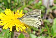 Pieris bryoniae