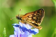 Carterocephalus palaemon