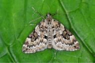 Thera variata / britannica