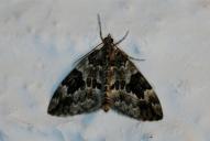 Thera variata / britannica