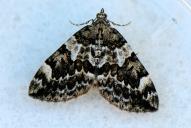 Thera variata / britannica