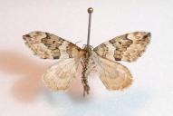 Thera variata / britannica