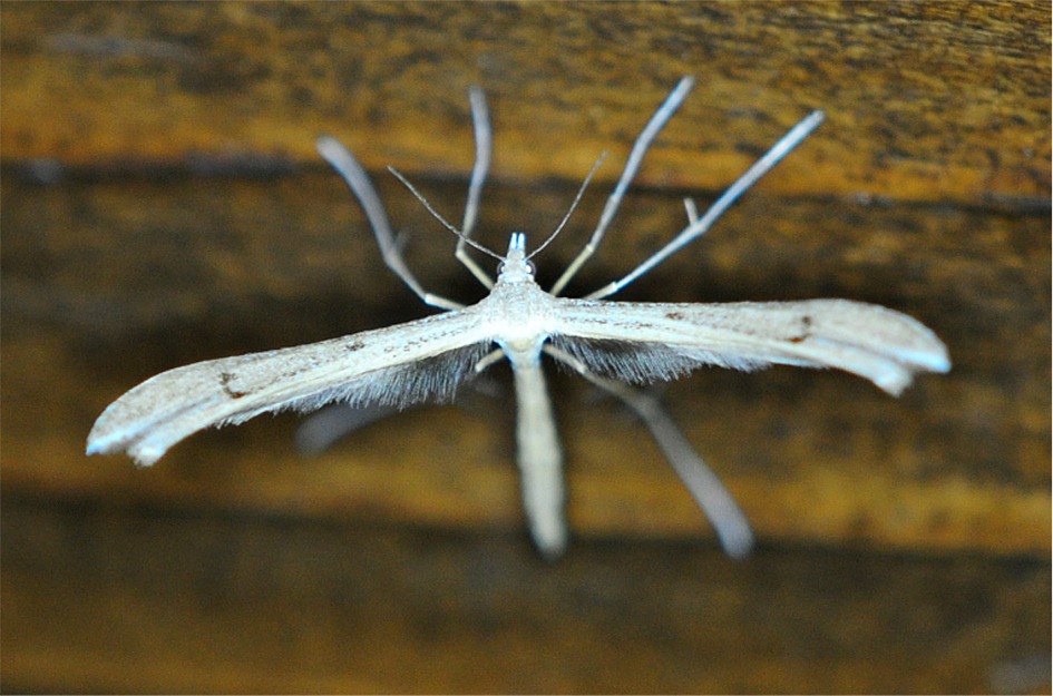 Stenoptilia bipunctidactyla