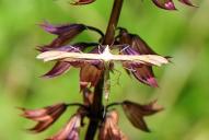 Stenoptilia bipunctidactyla