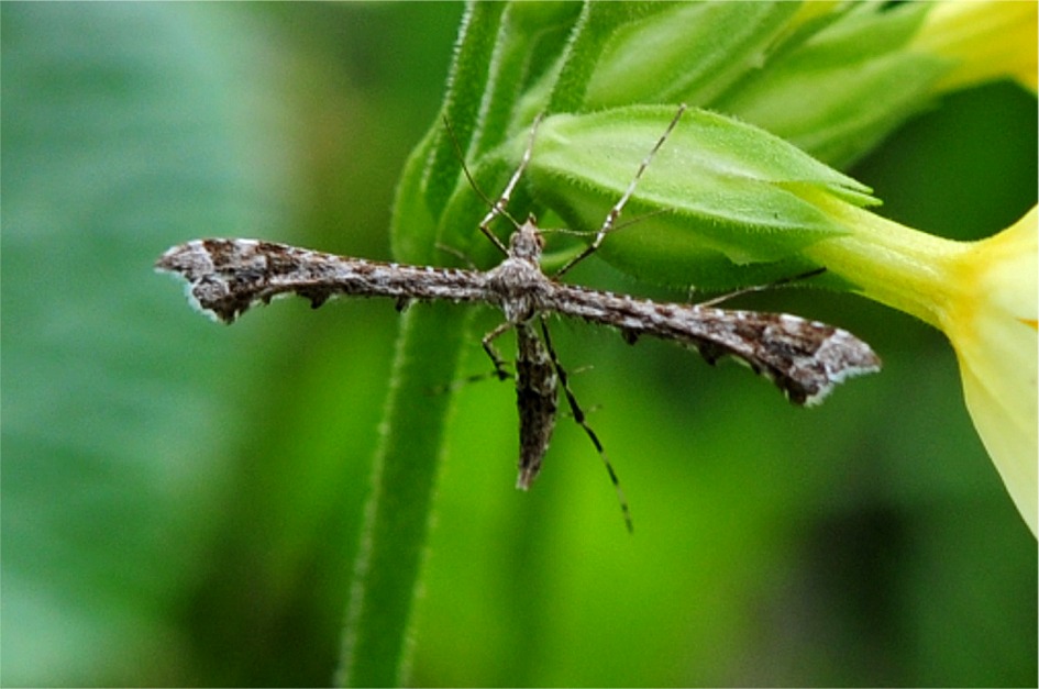 Amblyptilia acanthadactyla