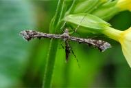 Amblyptilia acanthadactyla