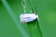 Pseudopostega crepusculella