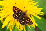 Carterocephalus palaemon