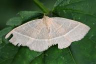 Trisateles emortualis