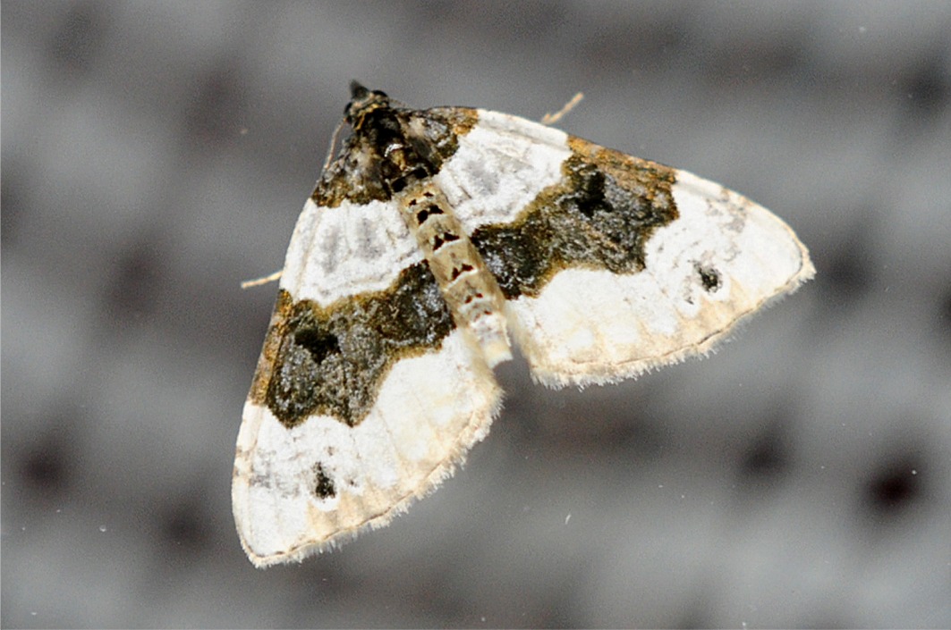 Cosmorhoe ocellata