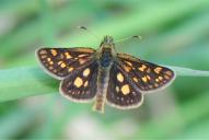 Carterocephalus palaemon