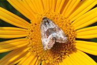 Photedes captiuncula