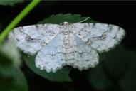 Ectropis crepuscularia