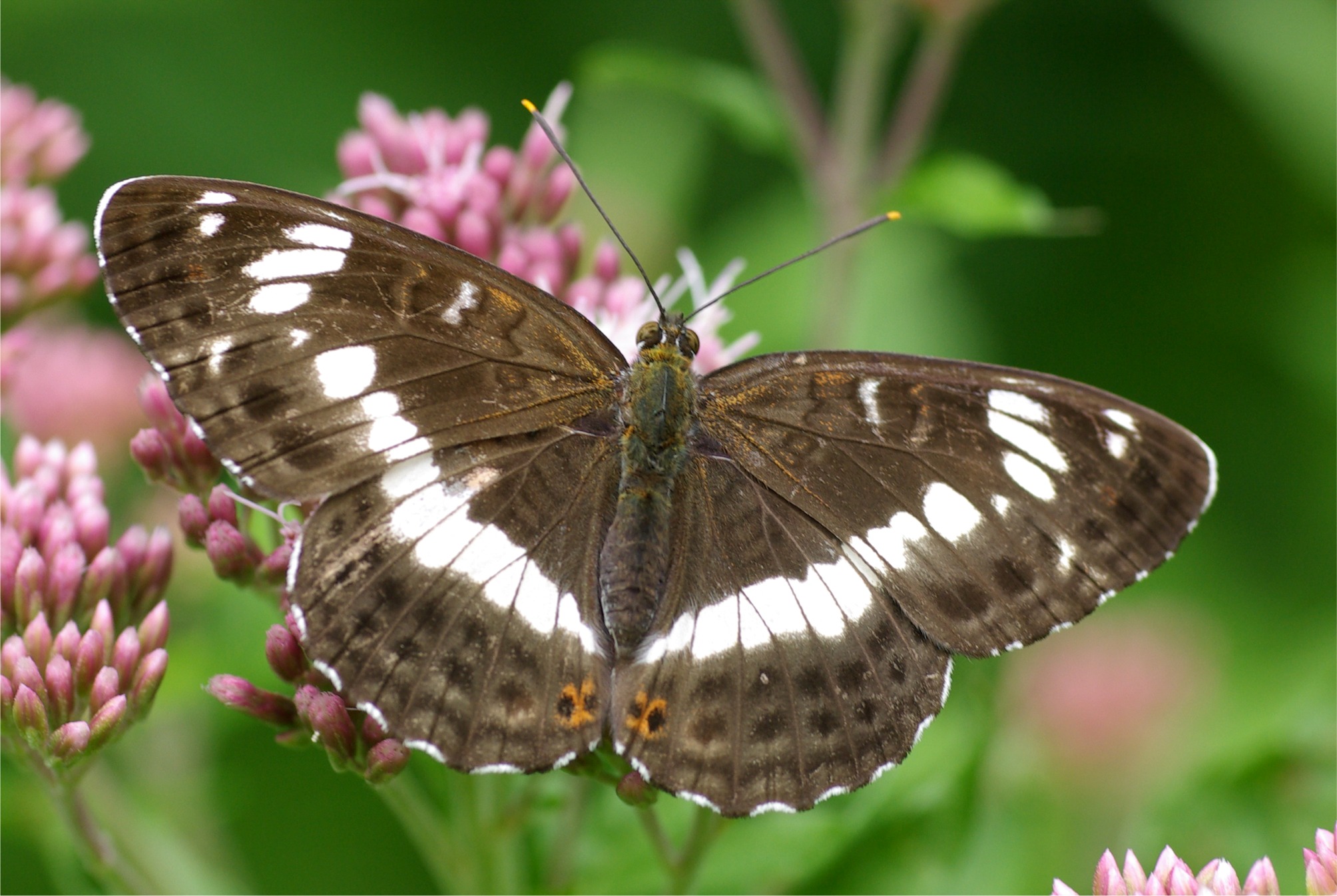 Limenitis camilla