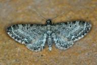 Eupithecia vulgata