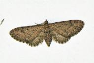 Eupithecia vulgata