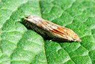 Eucosma cana | hohenwarthiana