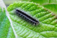 Arctia caja (Raupe)(Raupe)