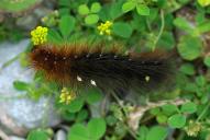 Arctia caja (Raupe)(Raupe)