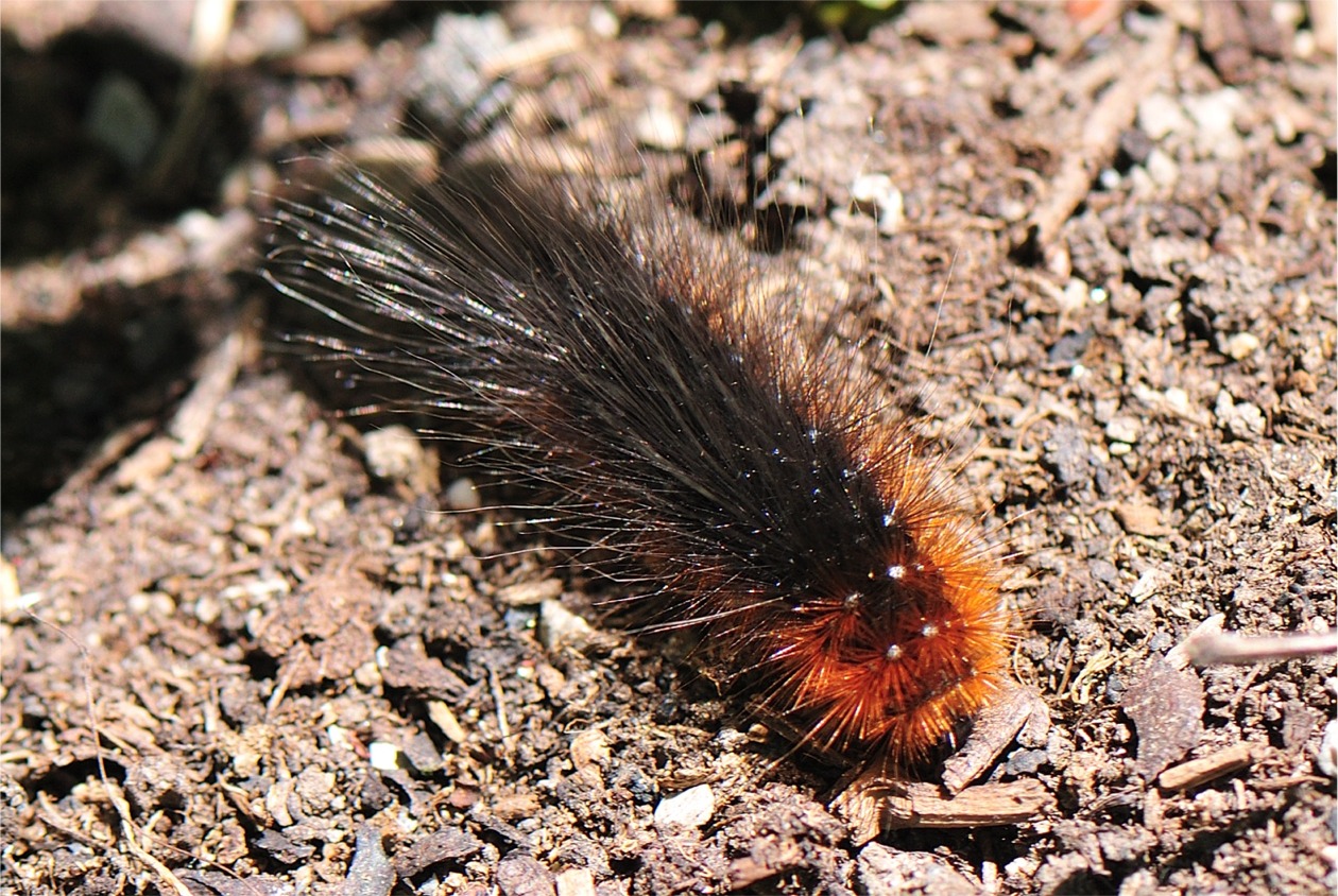 Arctia caja (Raupe)