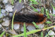 Arctia caja (Raupe)(Raupe)