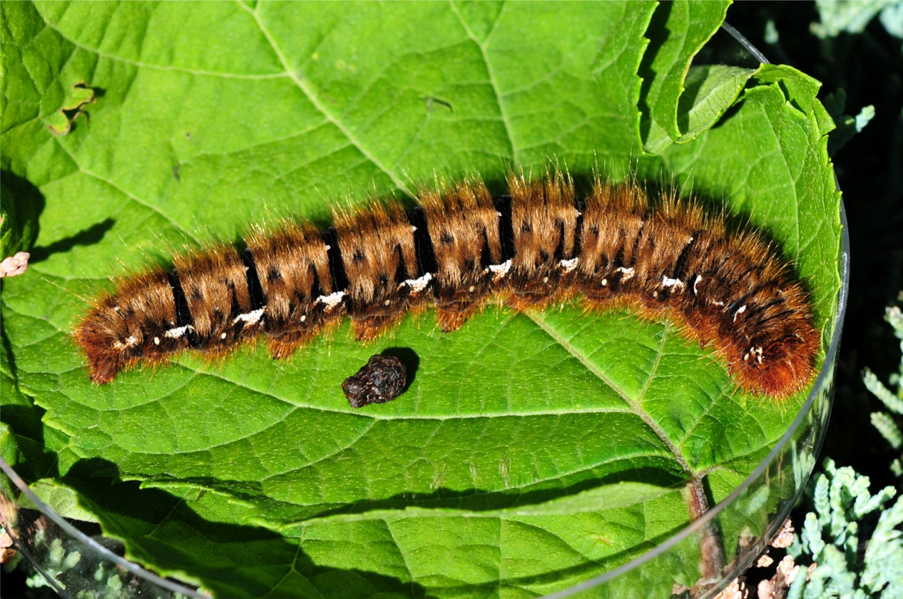 Lasiocampa quercus Raupe